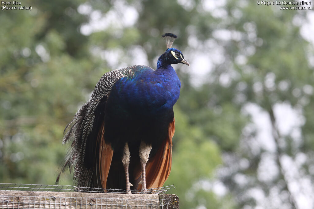 Indian Peafowl