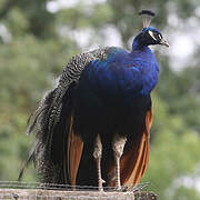 Indian Peafowl