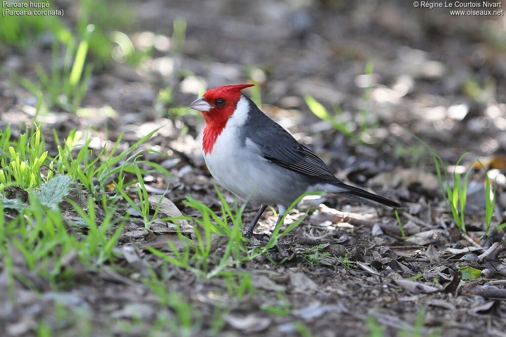 Red-crested Cardinaladult
