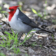 Red-crested Cardinal