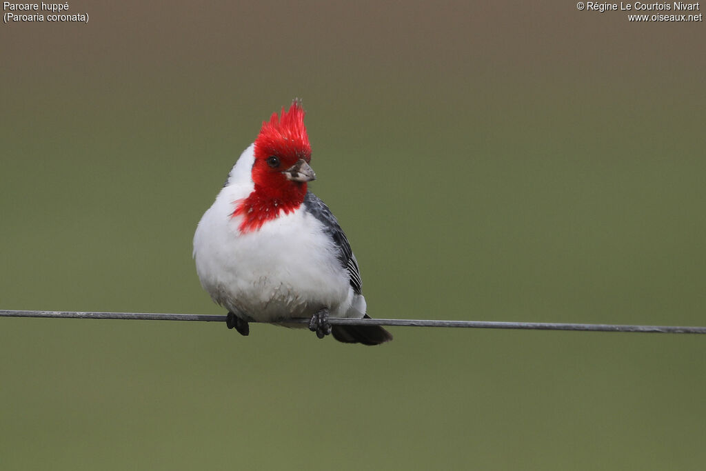 Red-crested Cardinal