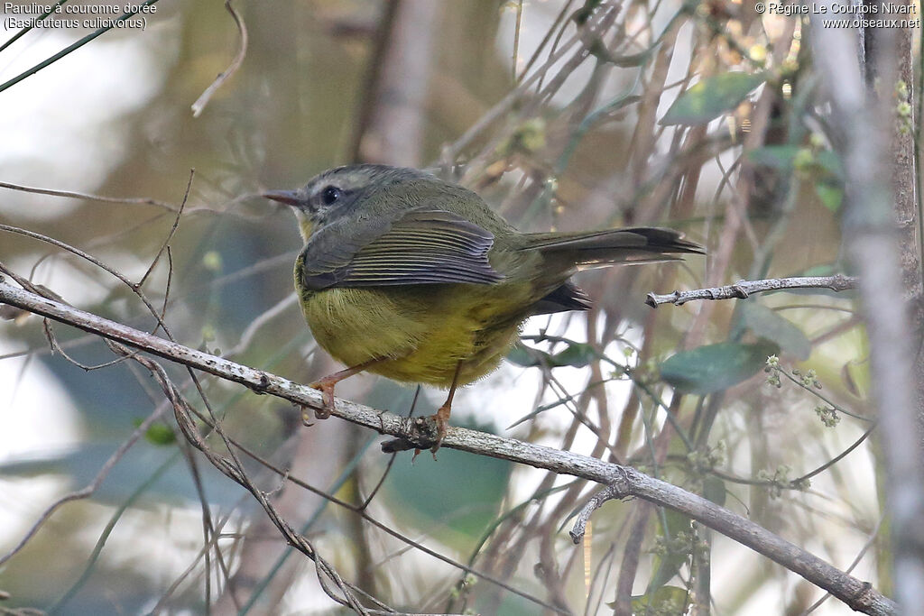 Golden-crowned Warbler