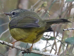 Paruline à couronne dorée
