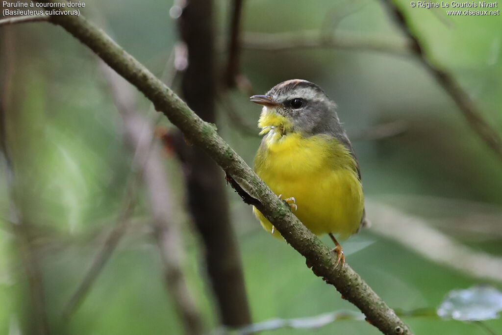 Paruline à couronne dorée