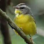 Paruline à couronne dorée