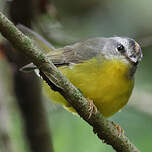 Paruline à couronne dorée