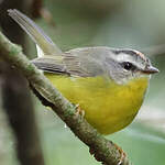 Paruline à couronne dorée