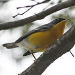 Paruline à joues noires