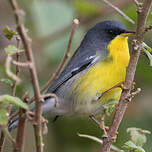 Paruline à joues noires