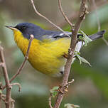 Paruline à joues noires
