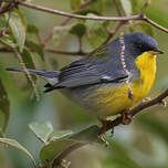 Paruline à joues noires