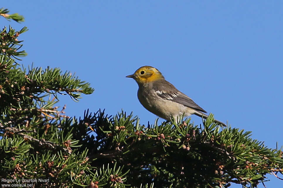 Hermit Warbler female