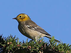 Hermit Warbler