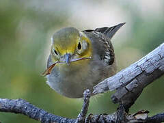 Hermit Warbler