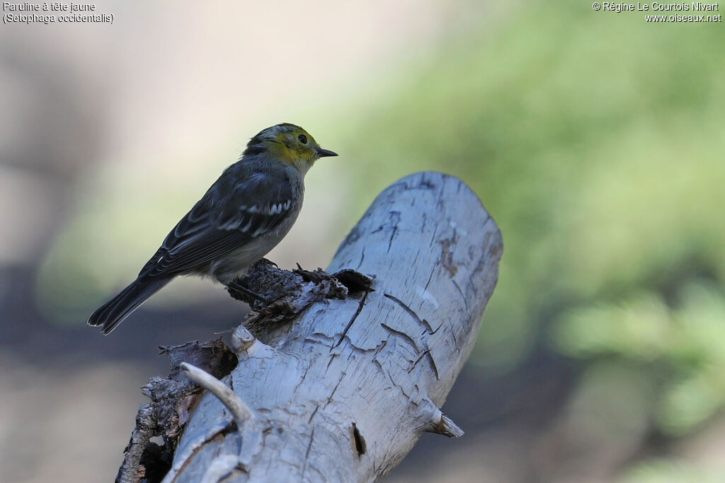 Paruline à tête jaune