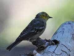 Hermit Warbler