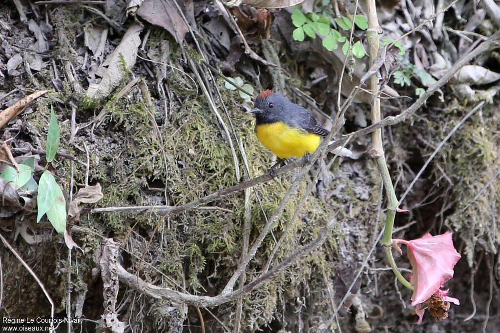 Slate-throated Whitestartadult, habitat, pigmentation