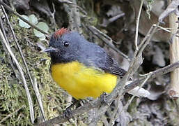 Slate-throated Whitestart