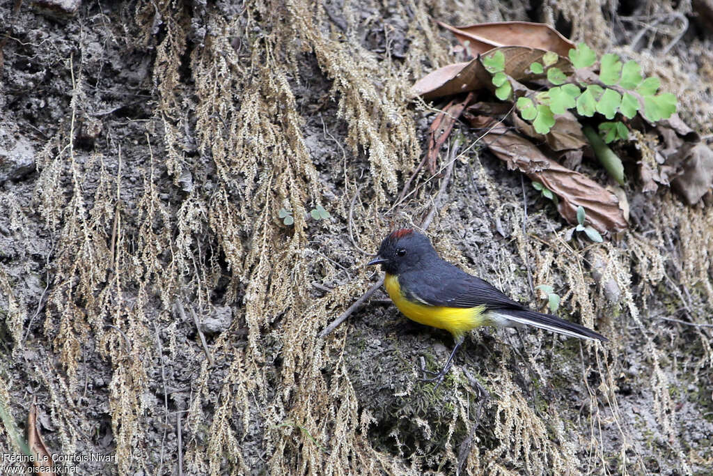 Slate-throated Whitestartadult, habitat, pigmentation