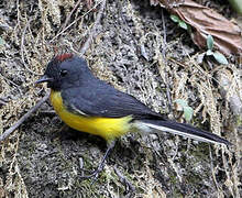 Slate-throated Whitestart