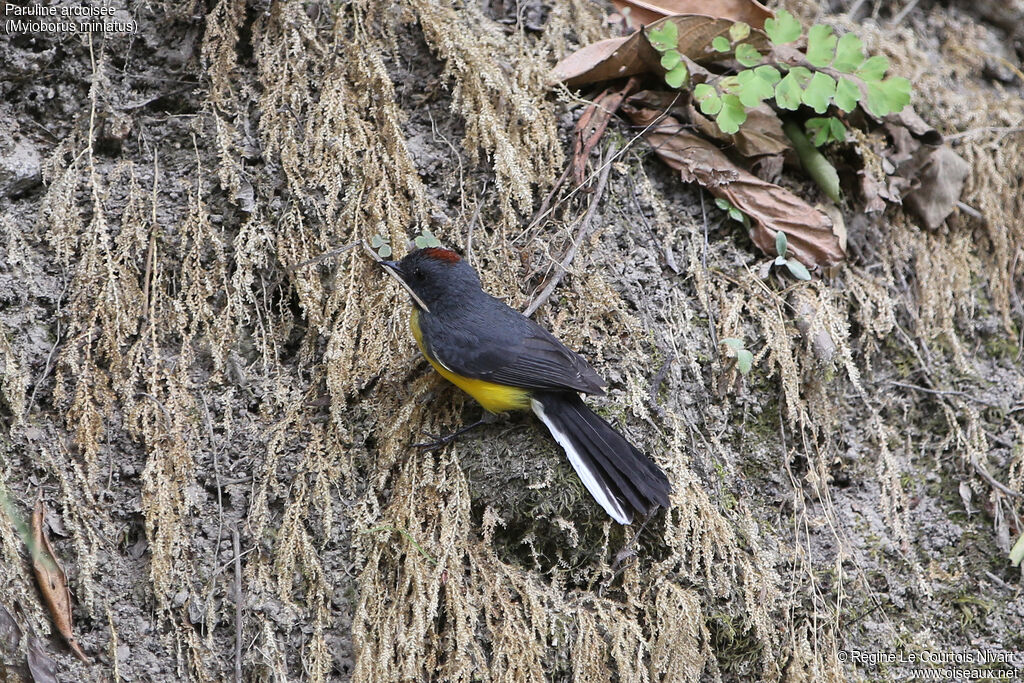 Slate-throated Whitestart