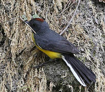 Slate-throated Whitestart