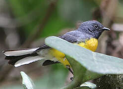 Slate-throated Whitestart