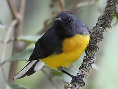 Slate-throated Whitestart