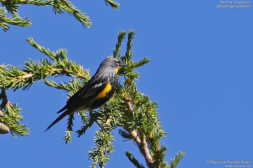 Paruline d'Audubonadulte