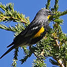 Paruline d'Audubon