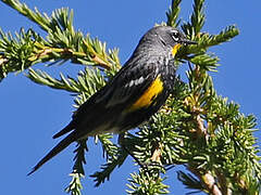 Audubon's Warbler