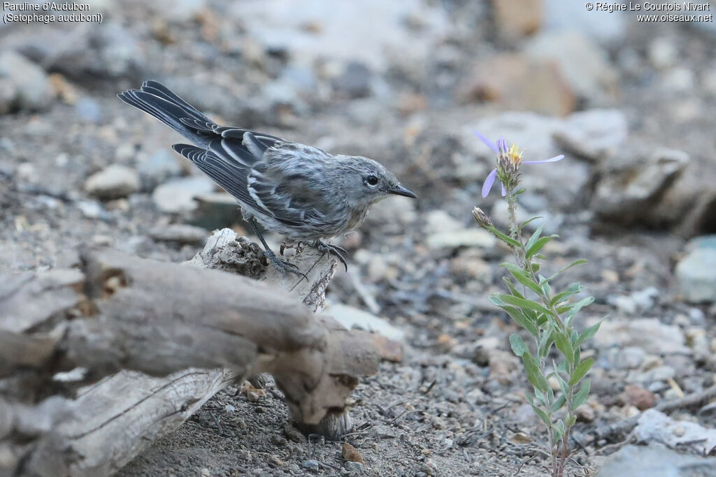 Audubon's Warbler