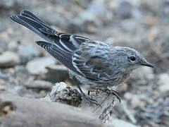 Audubon's Warbler