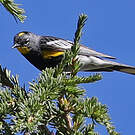 Paruline d'Audubon