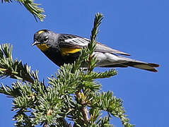 Audubon's Warbler