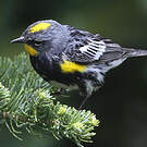 Paruline d'Audubon