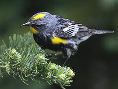 Audubon's Warbler