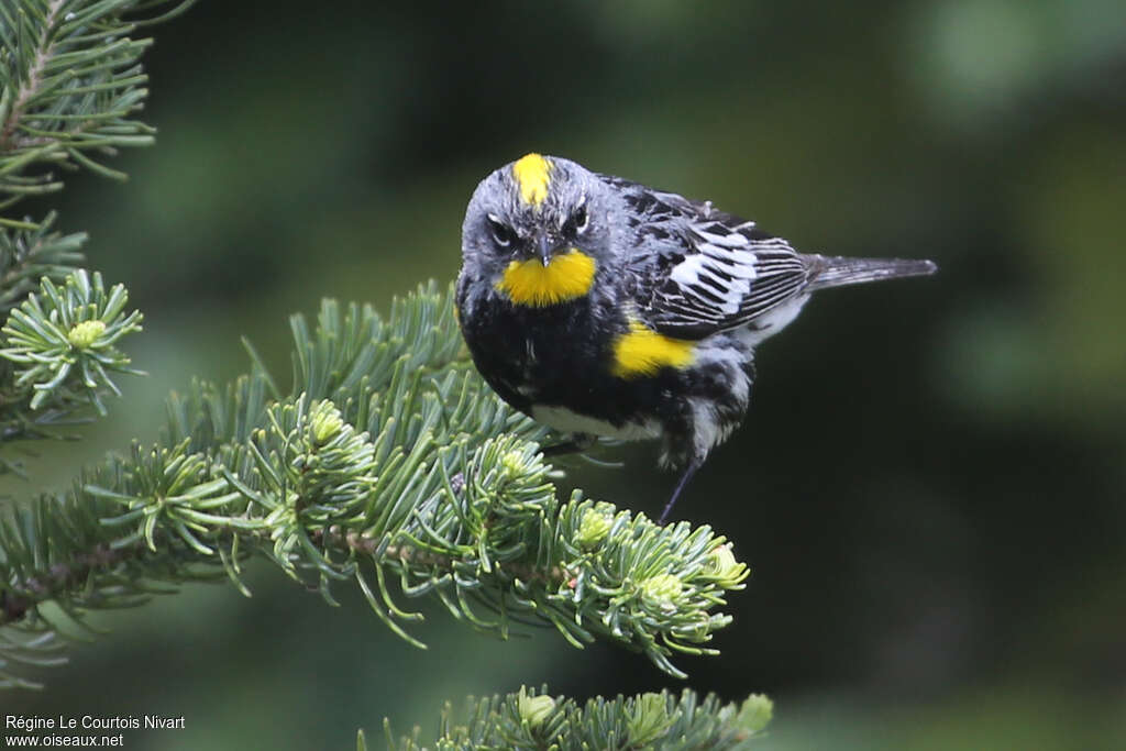 Audubon's Warbler male adult breeding, close-up portrait