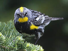 Audubon's Warbler