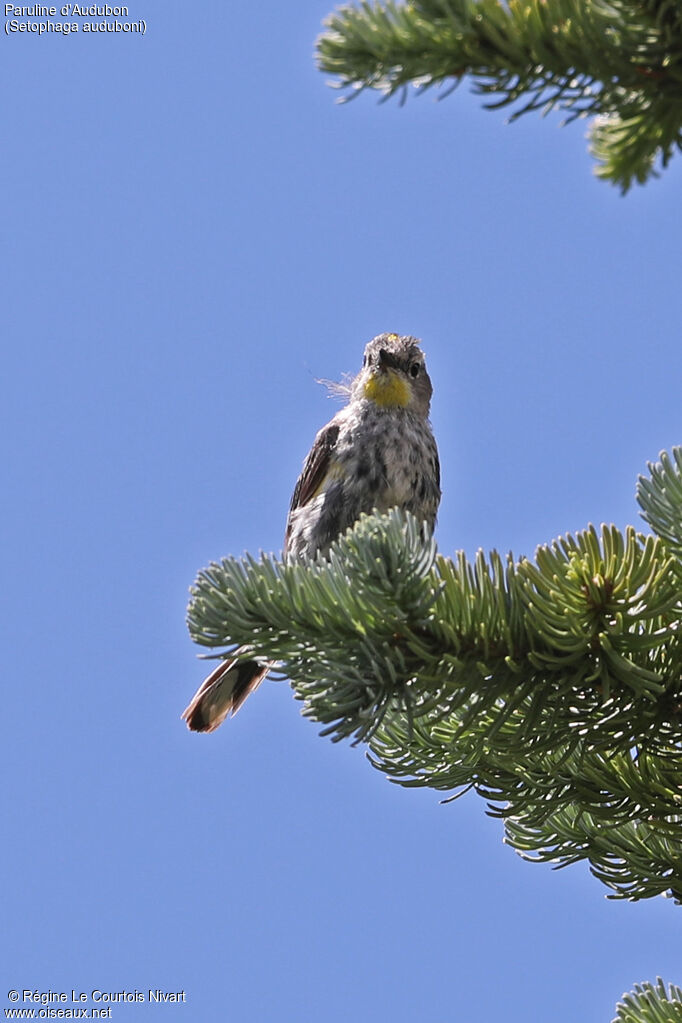 Paruline d'Audubon