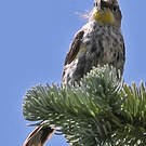 Paruline d'Audubon