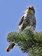 Audubon's Warbler