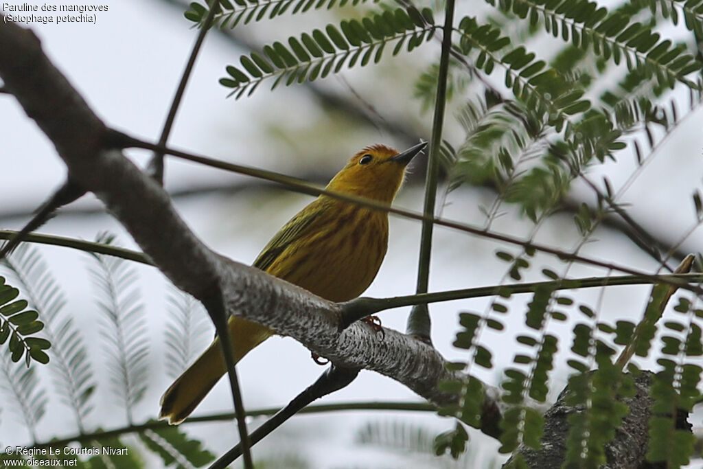 Mangrove Warbler