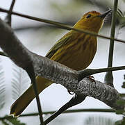 Mangrove Warbler