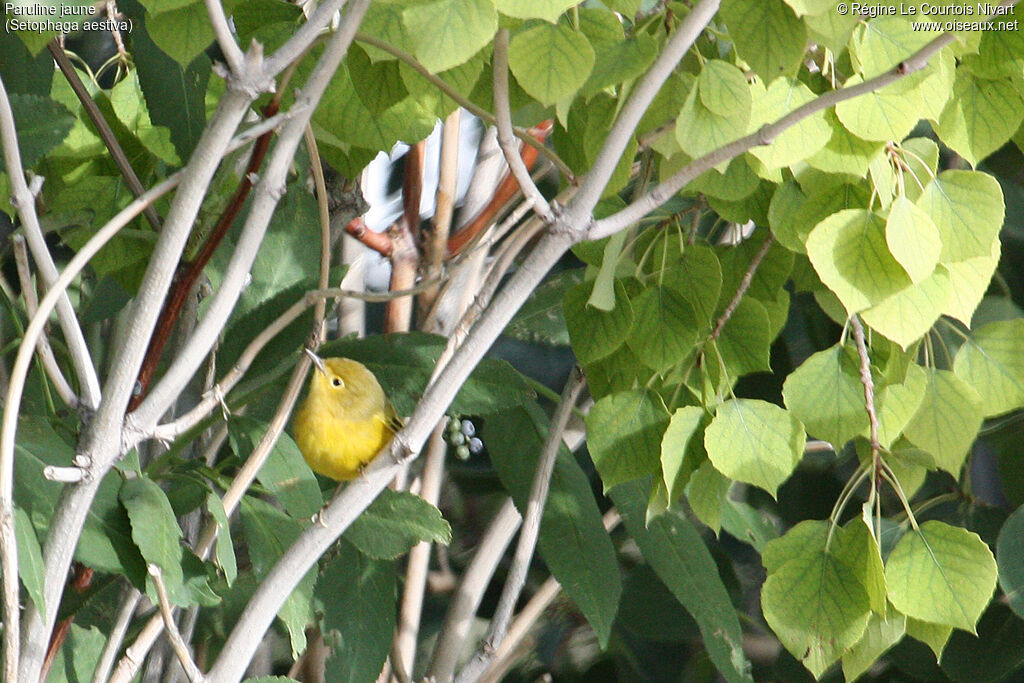 American Yellow Warbler