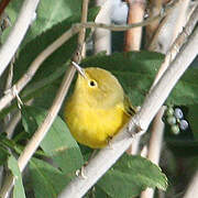 American Yellow Warbler