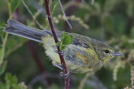 Orange-crowned Warbler