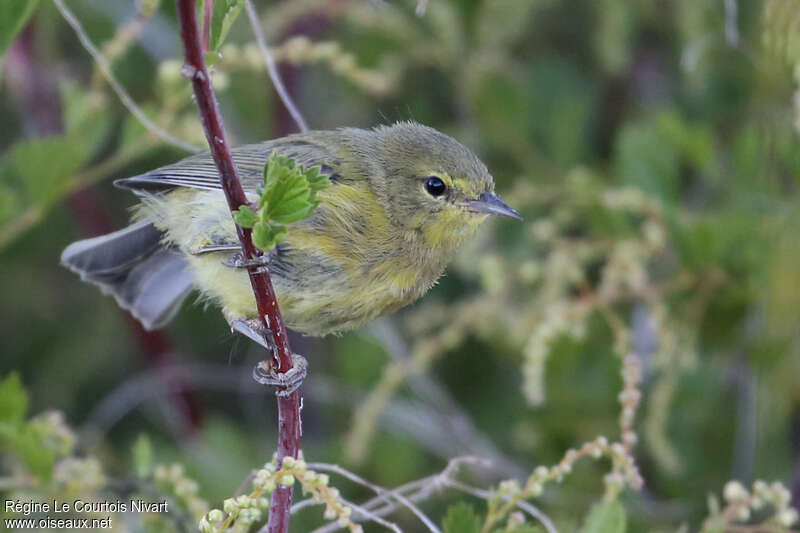 Orange-crowned Warblerjuvenile, identification