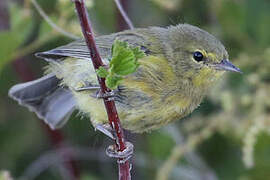 Orange-crowned Warbler