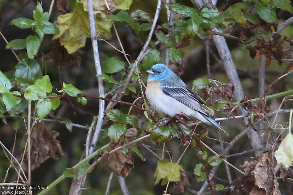 Passerin azuré mâle adulte, identification